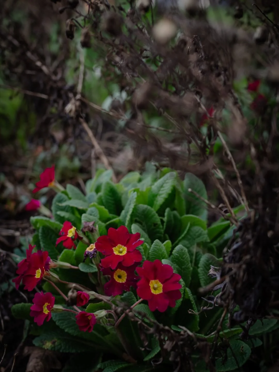 🌿&nbsp;Do you ever feel that despite how easy everything has become in the modern world, maybe it was never meant to be this way?

We consult our calendars for dates, clocks for the time, and almanacs for the times of sunrise and sunset.

Of course,