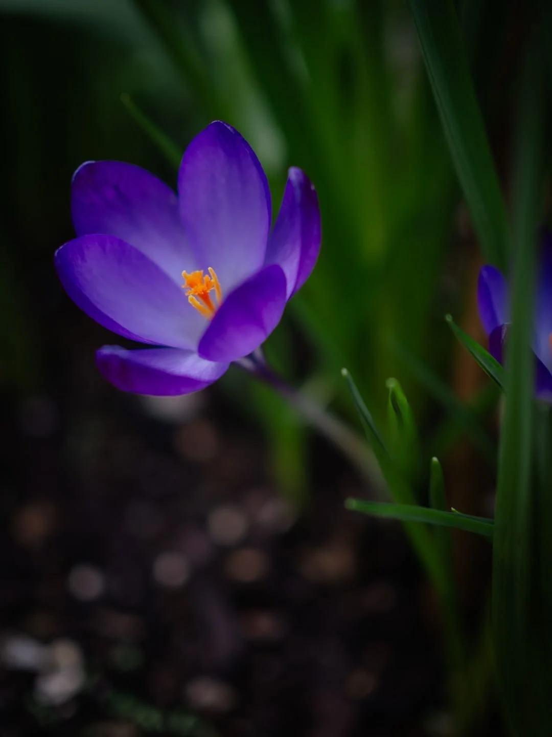 🌸 There are almost no words to describe the beauty to be found in this crocus - it is a miracle of nature, and perhaps knowing that is enough.