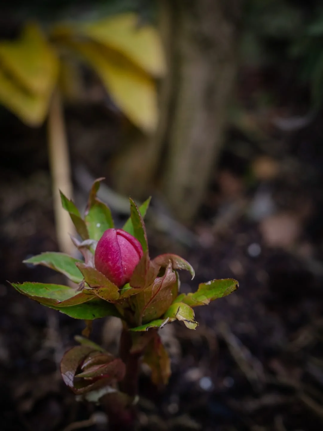 🌱&nbsp;Have you ever wondered what it really means to live slowly, simply and seasonally in a culture that so often rewards urgency and constant visibility?

In this new Slow Spotlight, Shelley of @slowblissstudio reflects on a gentle but powerful s