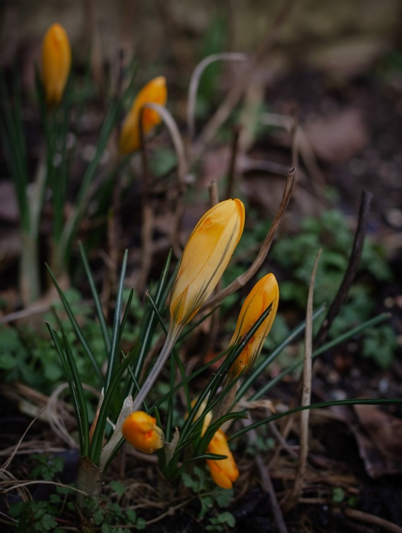 🌿&nbsp;Sometimes when I come to write my Quarterly Reviews over on Rediscover &middot; Reconnect &middot; Re-Emerge, so much has happened it&rsquo;s a wonder we managed to fit it all in. Yet there are other times when I look back and think,&nbsp;wha