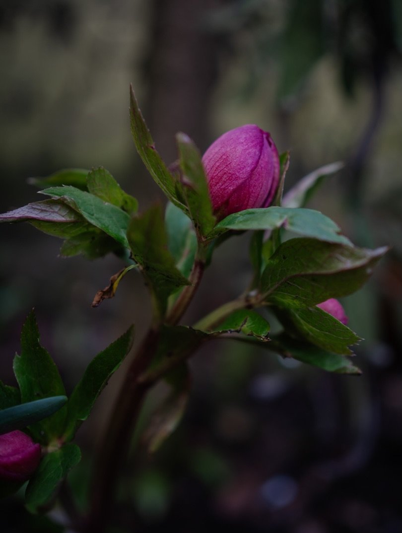 🌱&nbsp;I confess that at the weekend, we had the pavers on our drive pressure-washed. I hate having to do it, but even we could no longer keep up with the weeds.

We were left with two bags of sand to sweep between the gaps having enthusiastically a