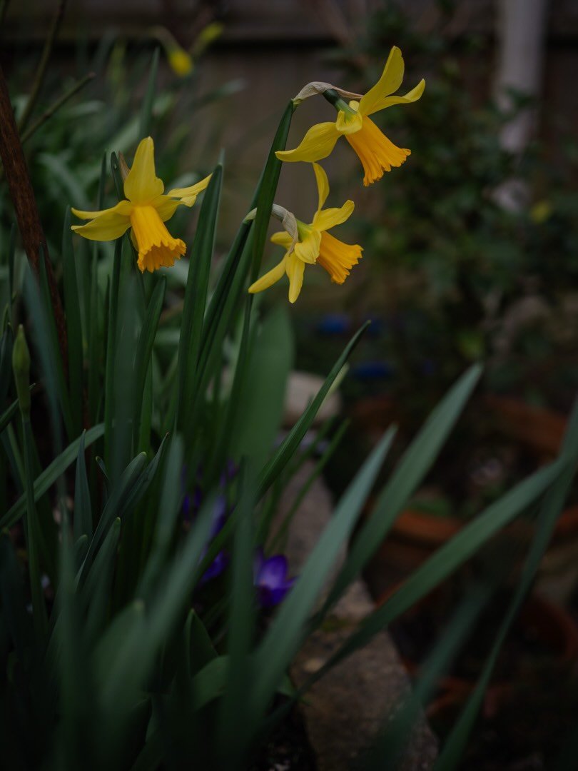 🌼 It&rsquo;s a glorious spring day here - call it fools spring if you like - blue skies and sunshine - I&rsquo;ll take it whatever it is!