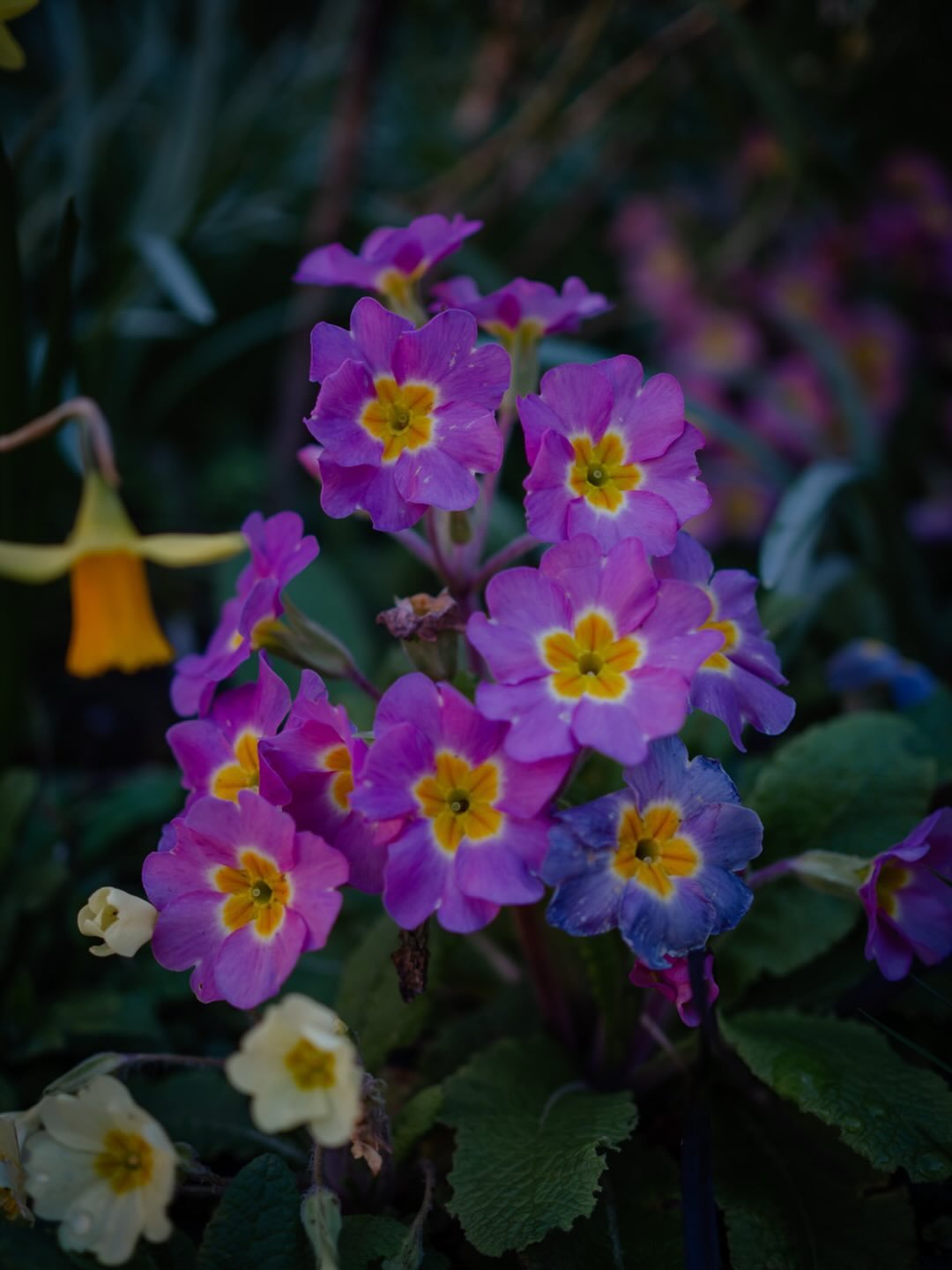 🌼&nbsp;Now we&rsquo;ve had a few warm and sunny days, it&rsquo;s amazing how quickly the pace picks up in the garden.

We already have lots of daffodils out - with more to come - and tulips aren&rsquo;t far off too. A pulmonaria - Joseph and Mary - 