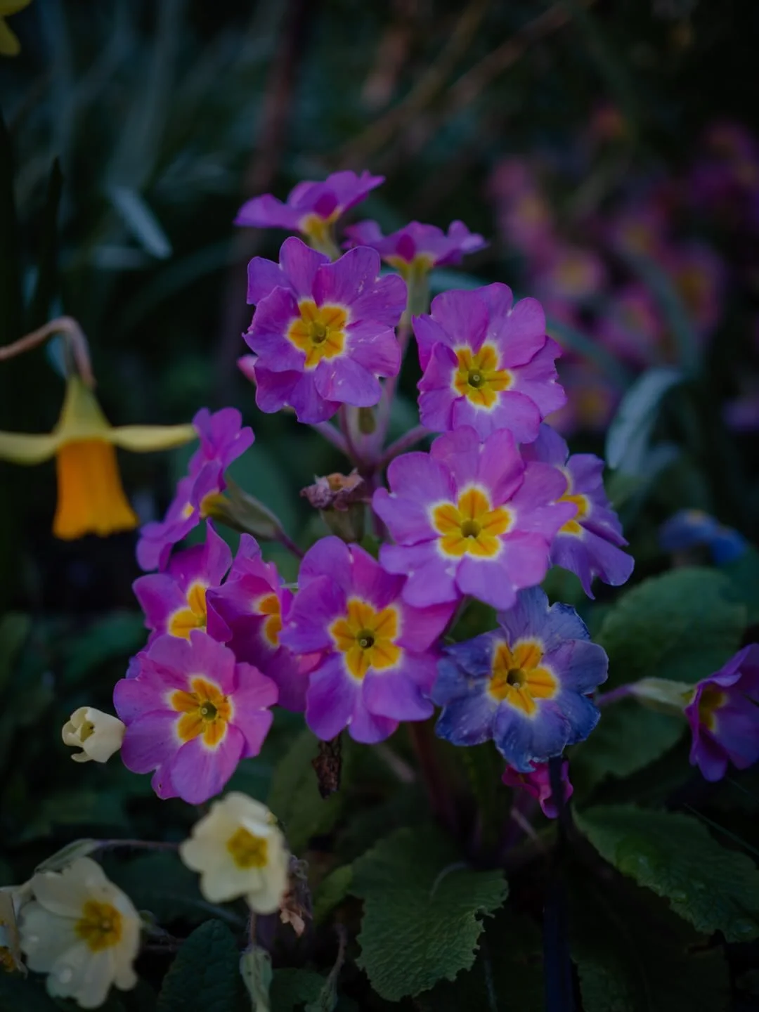🌼&nbsp;Now we&rsquo;ve had a few warm and sunny days, it&rsquo;s amazing how quickly the pace picks up in the garden.

We already have lots of daffodils out - with more to come - and tulips aren&rsquo;t far off too. A pulmonaria - Joseph and Mary - 