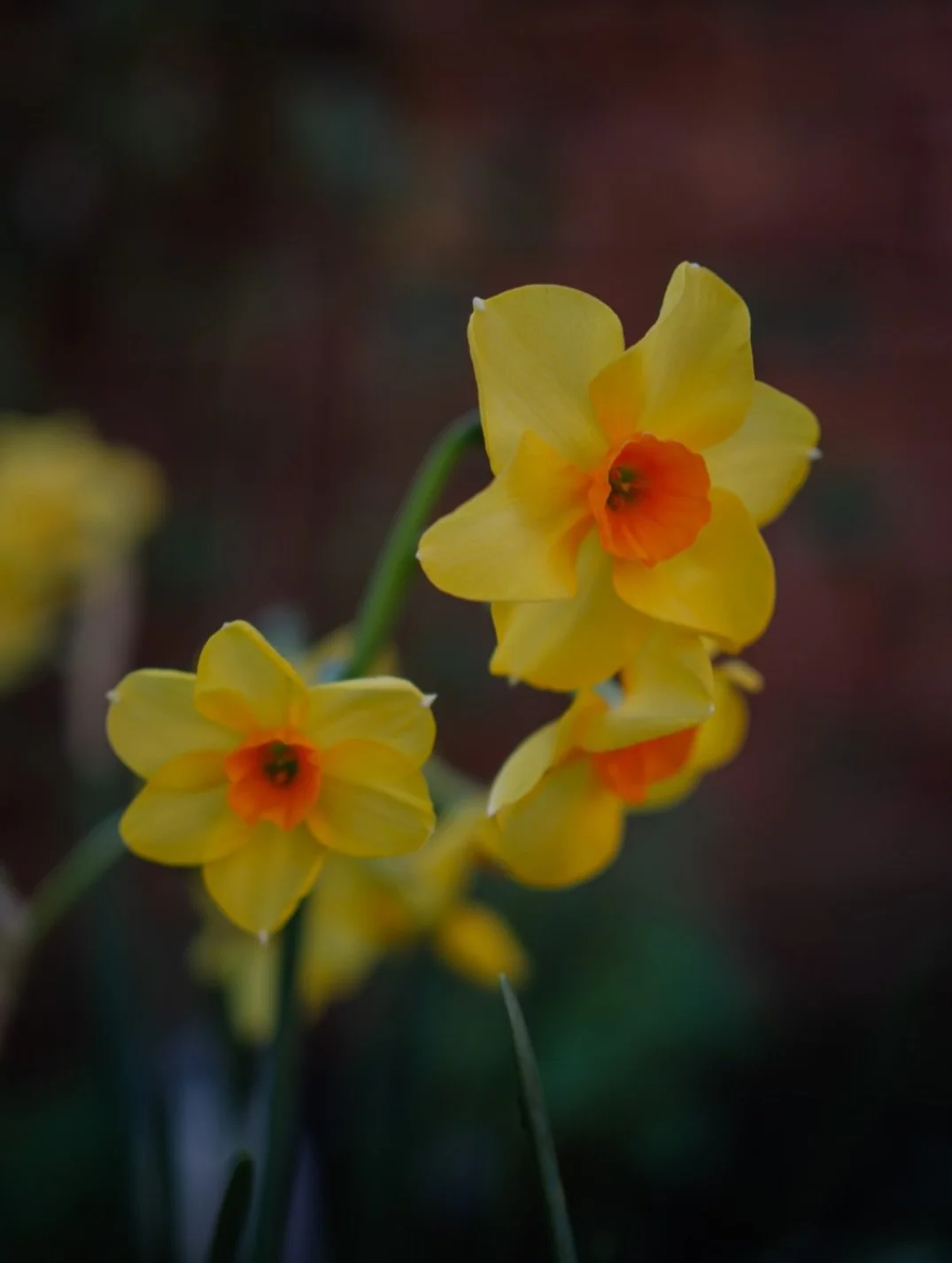 🍂&nbsp;If, like me, you yearn to circumnavigate life rooted in the ebb and flow of the changing seasons, then you may be conscious too of changing times - of the sun rising and setting, of morning, evening, and of dusk.

Each day is a season all of 