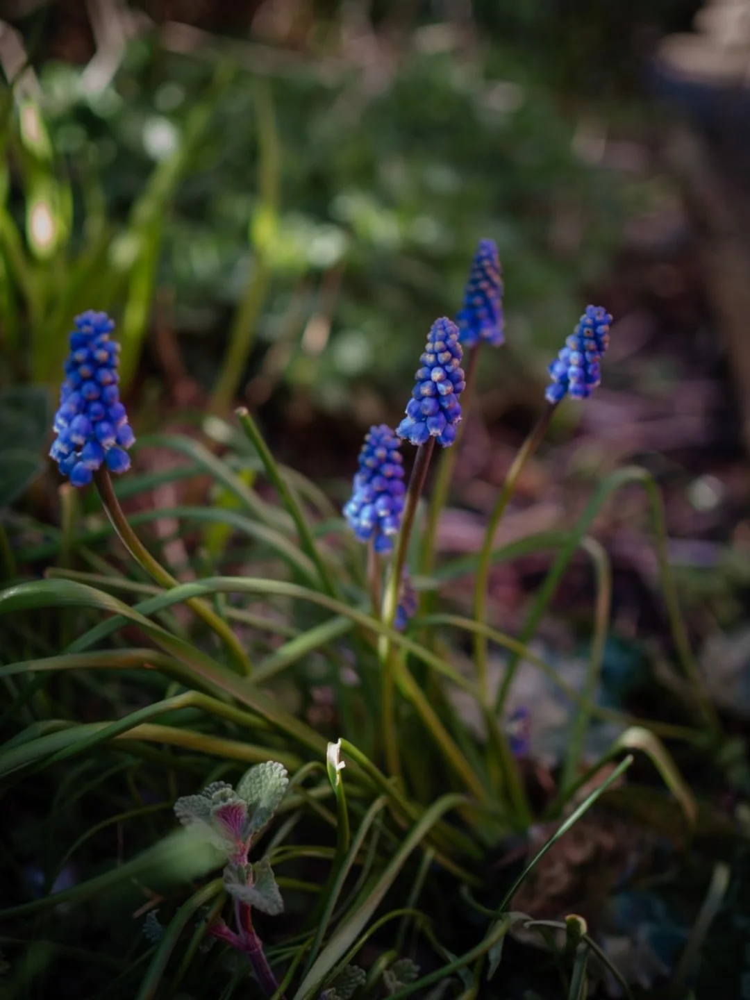 ✨&nbsp;I love the word &lsquo;glimmer&rsquo; - it&rsquo;s a word which has gained traction in recent years - not just as we seek glimmers of hope, but as we seek those magical glimmers to be found in the ordinary day moments.

I can quite honestly sa