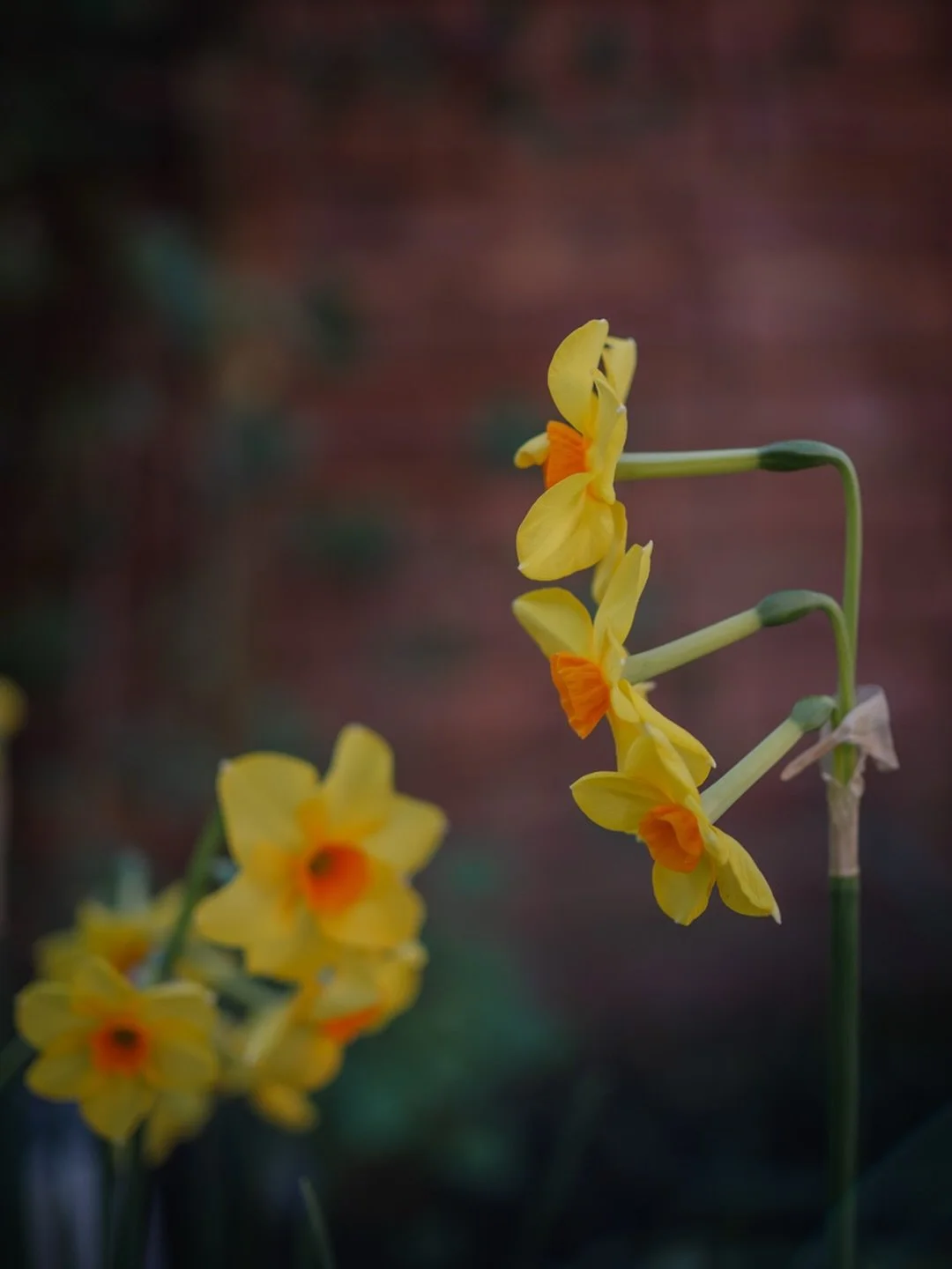 🌼&nbsp;In recent weeks, spring has sprung.

There have been days of bright blue skies - even days when I&rsquo;ve left the house without a coat. Who&rsquo;d have thought it?

The garden seems to have woken all at once: daffodils appearing one after 