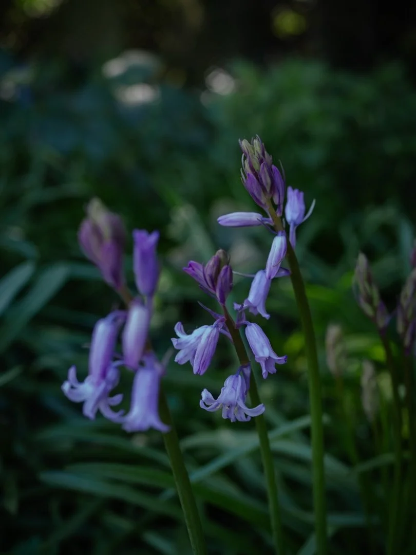 🔔&nbsp;There is something about the sound of church bells - not just their music, but what they carry with them.

Across centuries, they have marked moments of joy and sorrow - weddings and funerals, celebrations and partings - ringing out from grea