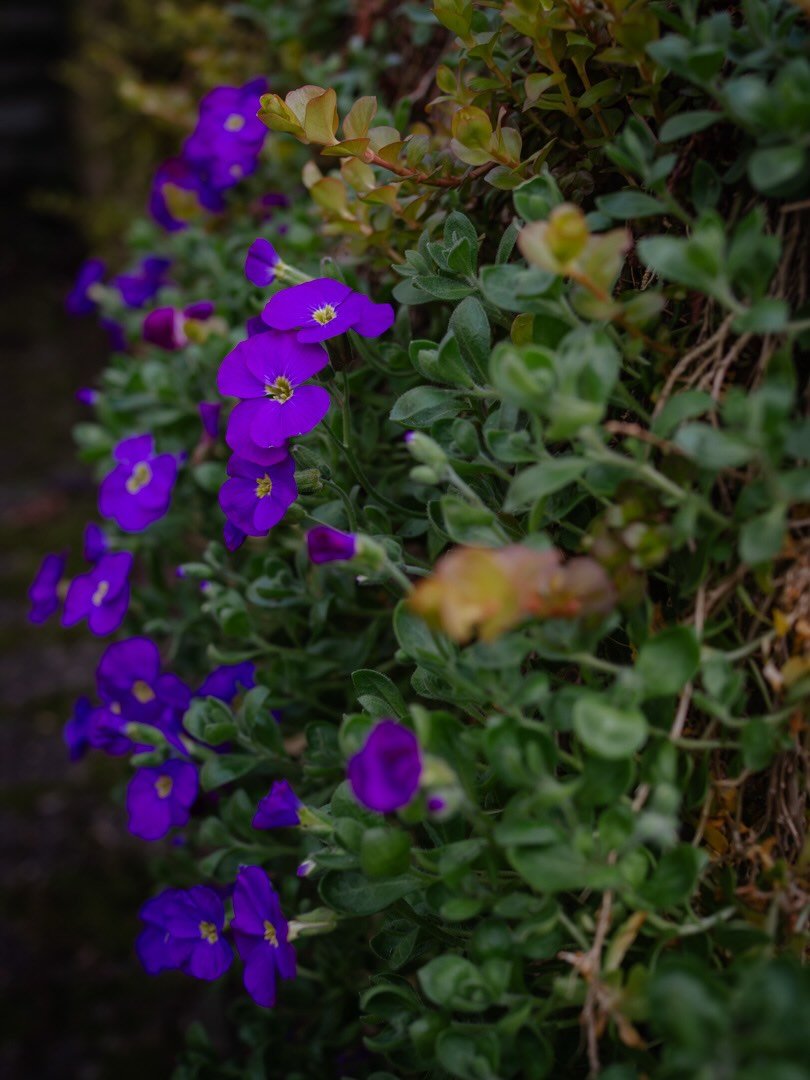 🌱&nbsp;&lsquo;Living slowly means not feeling the need to conform to the usual narrative of our society&hellip;&rsquo;

In this new Slow Spotlight, Csermely Szilvia shares how growing up on a small farm, and now living in the haystack-studded mounta