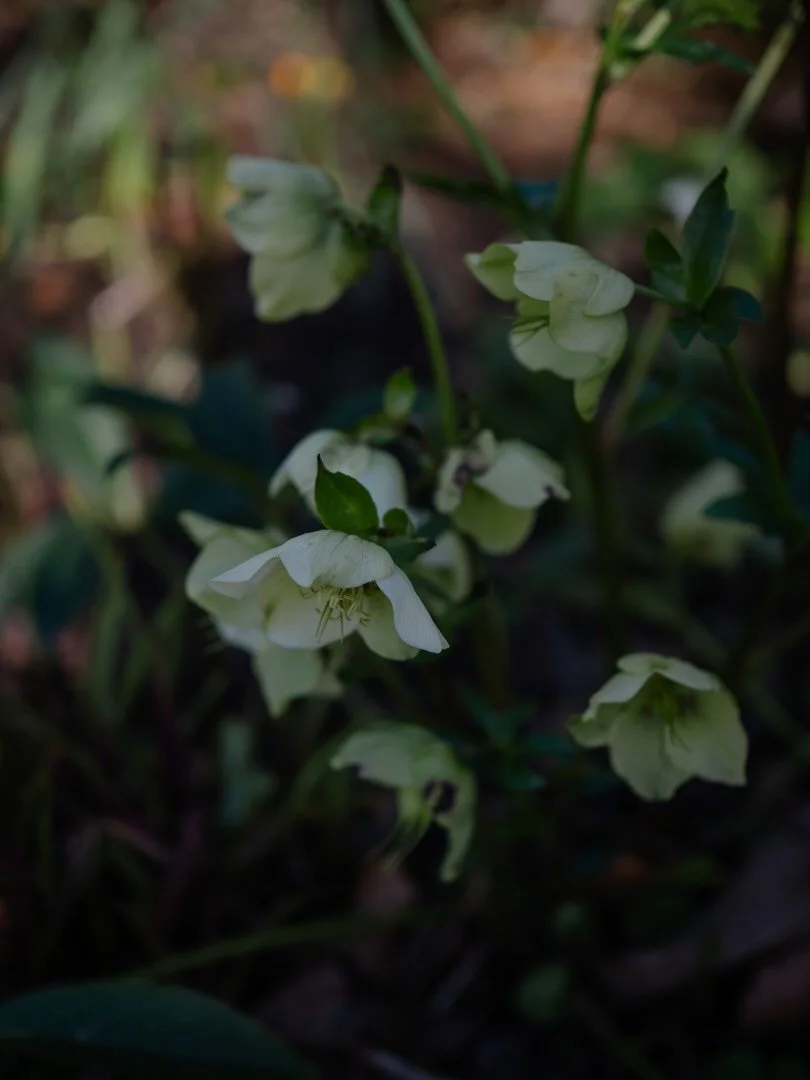 ✨&nbsp;Staying present amidst the hustle and bustle of the modern world is far from easy. 

There is an almost constant stream of demands on our time and energy, but by valuing the often tiny, seemingly ordinary moments of the everyday, I believe we 