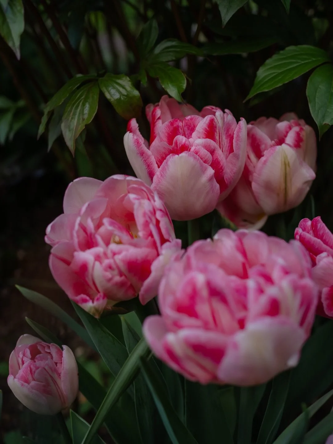 🌸&nbsp;Spring has arrived in the garden - daffodils, pulmonaria, tulips, and aubretia - glorious colour returning after the long, dark months of winter.

But alongside this beauty, I&rsquo;ve been reflecting on the ebb and flow we see not only in th