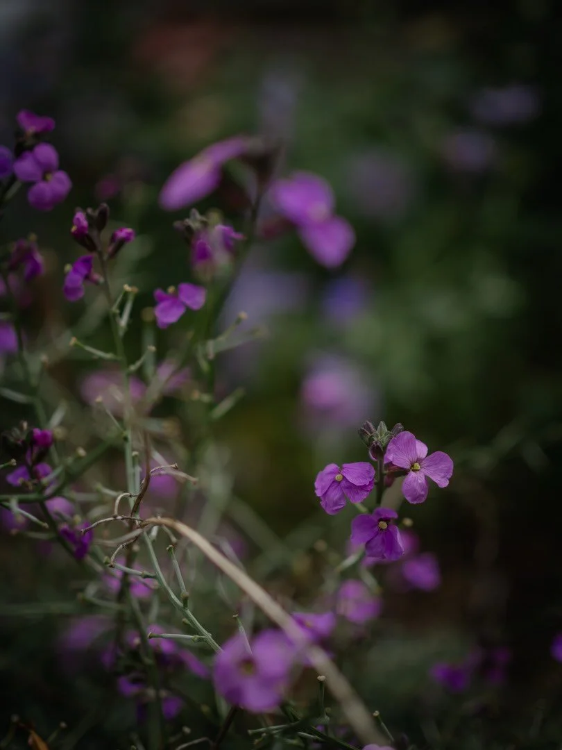 🐝&nbsp;There has been a growing recognition in recent years of just how important bees and other pollinators are - not only for the food we eat, but for the survival of the wild plants and wildlife around us.

It&rsquo;s easy to feel despondent, yet