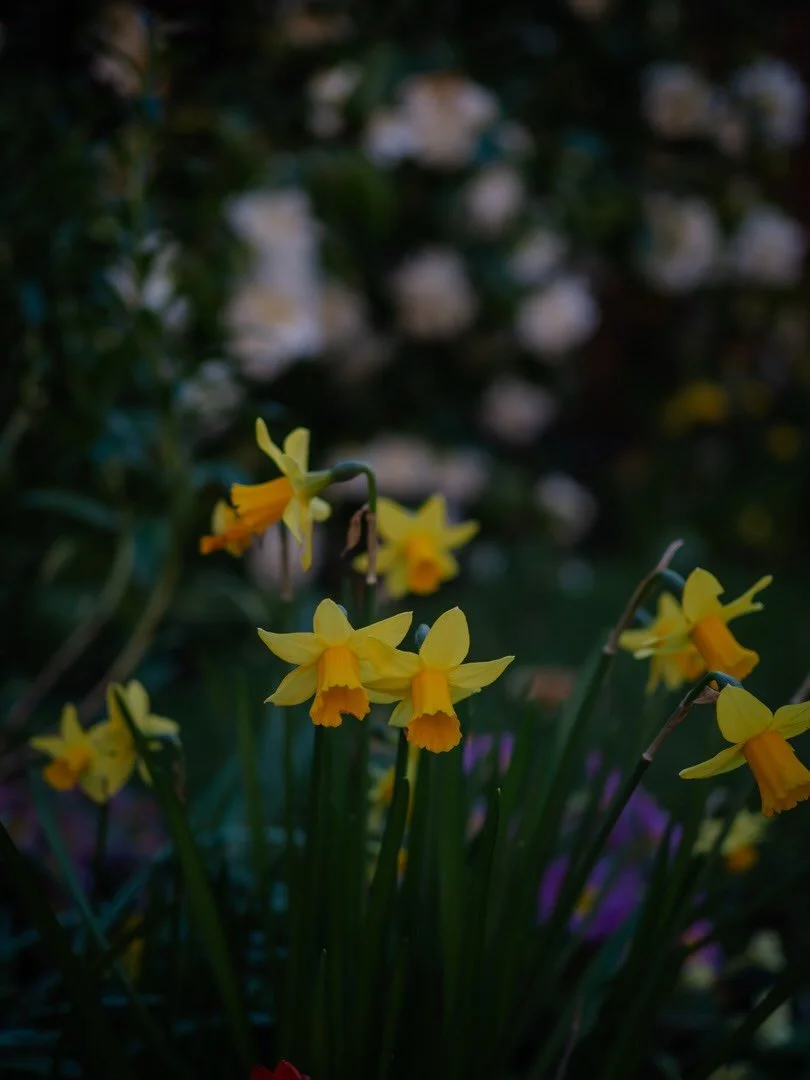 🌼 Just as the first roses bloom, the daffodils are taking their final bow.