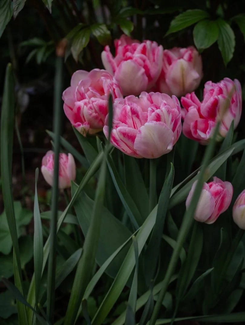 🌱&nbsp;Join me on a slow wander through spring. What do you see?

🌸&nbsp;Perhaps we pause to admire the beautiful blossom, some of which is now fading; the like of which we won&rsquo;t see again until next year?

🌿&nbsp;We might observe the swathe