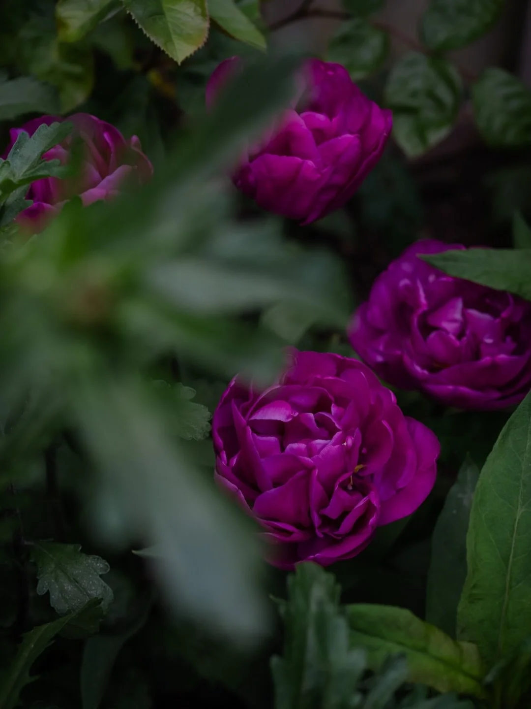 🌱&nbsp;This spring, I&rsquo;m learning that letting go doesn&rsquo;t always come with noise and big gestures. Sometimes, it&rsquo;s the quiet release of the small insecurities, the tiny, tangled weeds that clears the space for something truer to tak