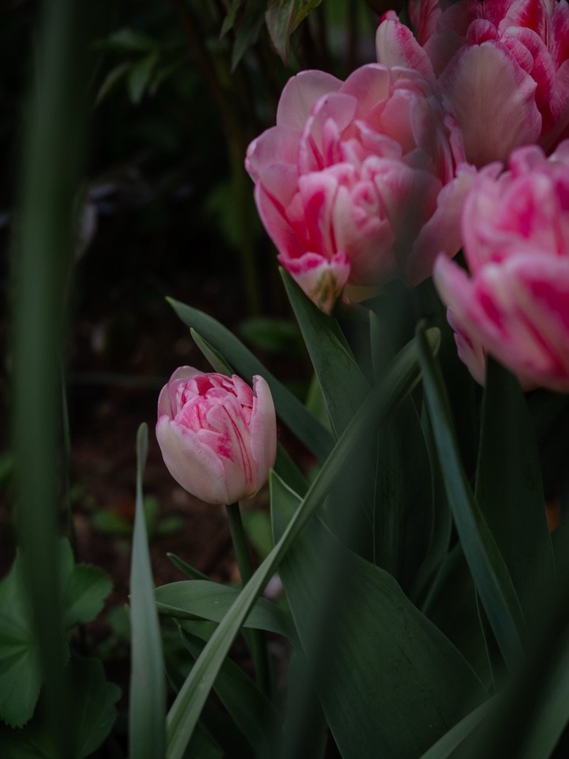 🌱&nbsp;Journeying towards a slower, simpler and more seasonal life is something which, for me, never really had a true beginning.

Even during the times when I ignored that gentle pull towards something more intentional and meaningful, it was always