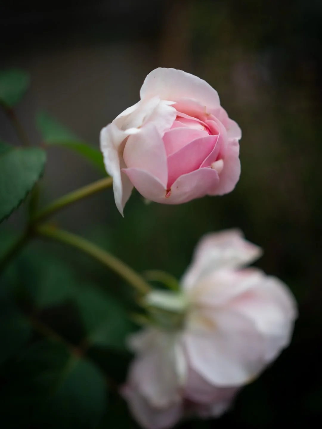 🌸&nbsp;It&rsquo;s hard not to marvel continually at the beauty to be found in the natural world. Whether it be a single feather, a spider&rsquo;s web, a fallen leaf, or a tiny flower - every tiny detail, intricately made.

In a busy world, it&rsquo;