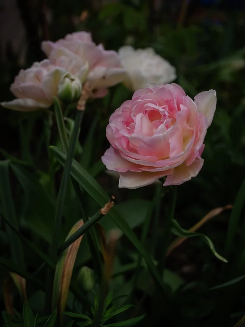 🌱&nbsp;There are seasons in life when we all need a steadying arm.

In this week&rsquo;s&nbsp;Inspirations &amp; Connections, I reflect on aging, fragility, slowing down, and the quiet beauty of walking alongside one another through life&rsquo;s une
