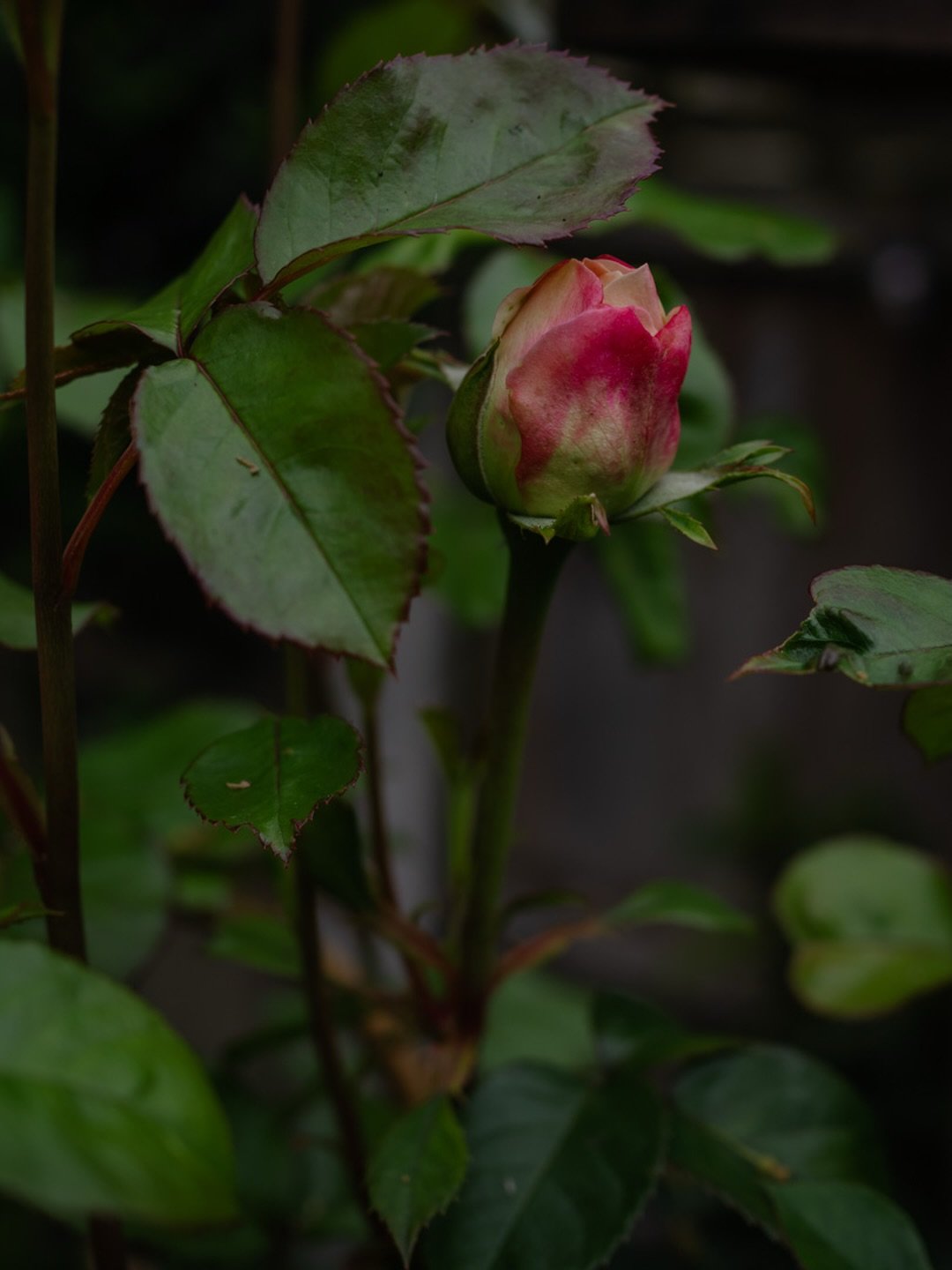 🌹&nbsp;As spring slowly turns towards summer, I&rsquo;ve found myself thinking a lot about inspiration - where it comes from, why it sometimes disappears, and how often it arrives quietly rather than dramatically.

Perhaps inspiration is less about 