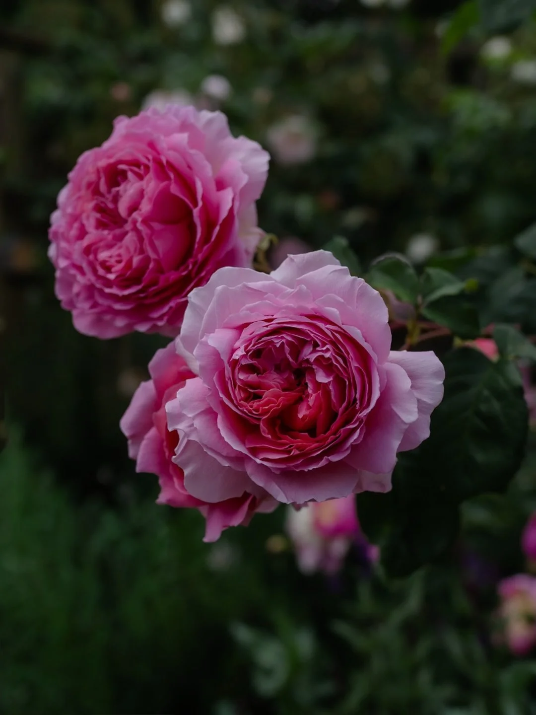 🌸 With glorious big pink, blousy blooms, @david_austin_roses Princess Alexandra of Kent is a real showstopper in our garden.

She has a delicious, summery fragrance, and even when the petals fall, the perfume lasts well in a bowl indoors. 

Ours bas
