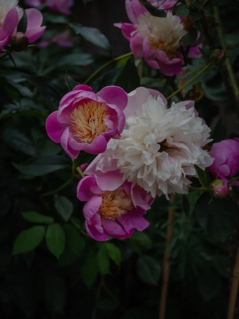 Despite getting a battering in the rain last night (and with more black clouds looming overhead) our peonies - Bowl of Beauty - are looking splendid! 🌸

#peonies #peonies🌸 #peoniesofinstagram #peonybowlofbeauty #bowlofbeautypeony