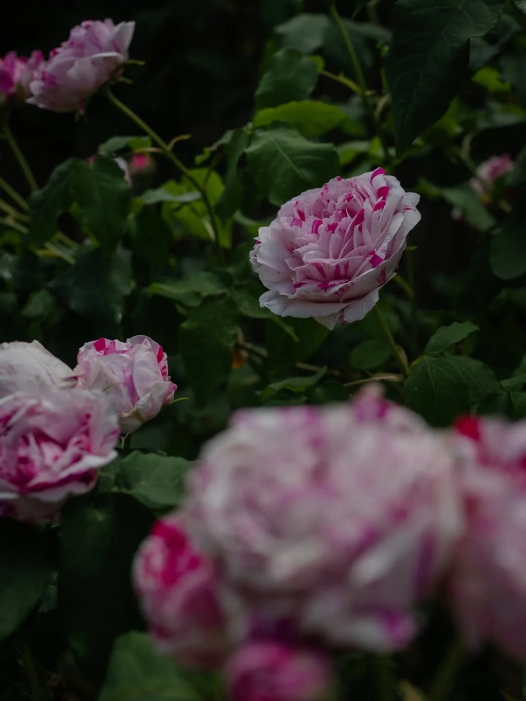 🌹 Whenever I post photos of @david_austin_roses Variegata di Bologna, they always get a lot of attention! This old rose variety dates from 1869, and is instantly recognisable with her white and crimson stripes. We call it the &lsquo;raspberry ripple
