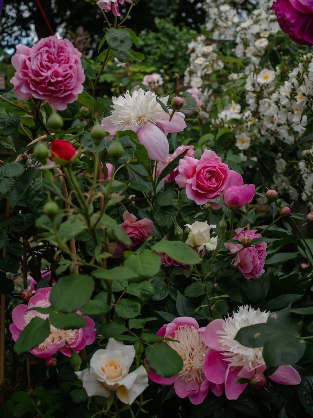 🌹 It&rsquo;s hard to imagine that less than a month ago, none of the roses or peonies were out - now the garden looks simply glorious! Sometimes the seasonal transitions are soft and gentle, but at other times, the new season bursts into life!

#gar