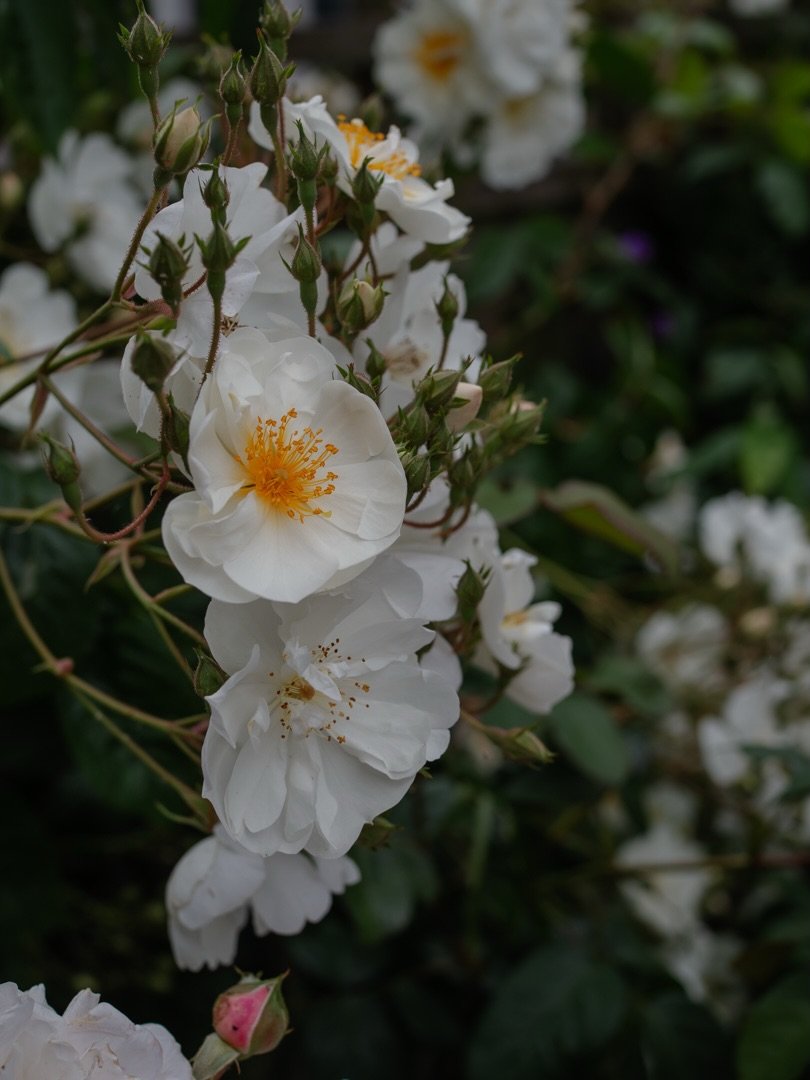 🌱 Although our @david_austin_roses Bobbie James flowers only once, he&rsquo;s made light work, not only of rambling along the trellis at the top of the fence, but even spilling over into the next door&rsquo;s garden.

He produces large blooms of sma