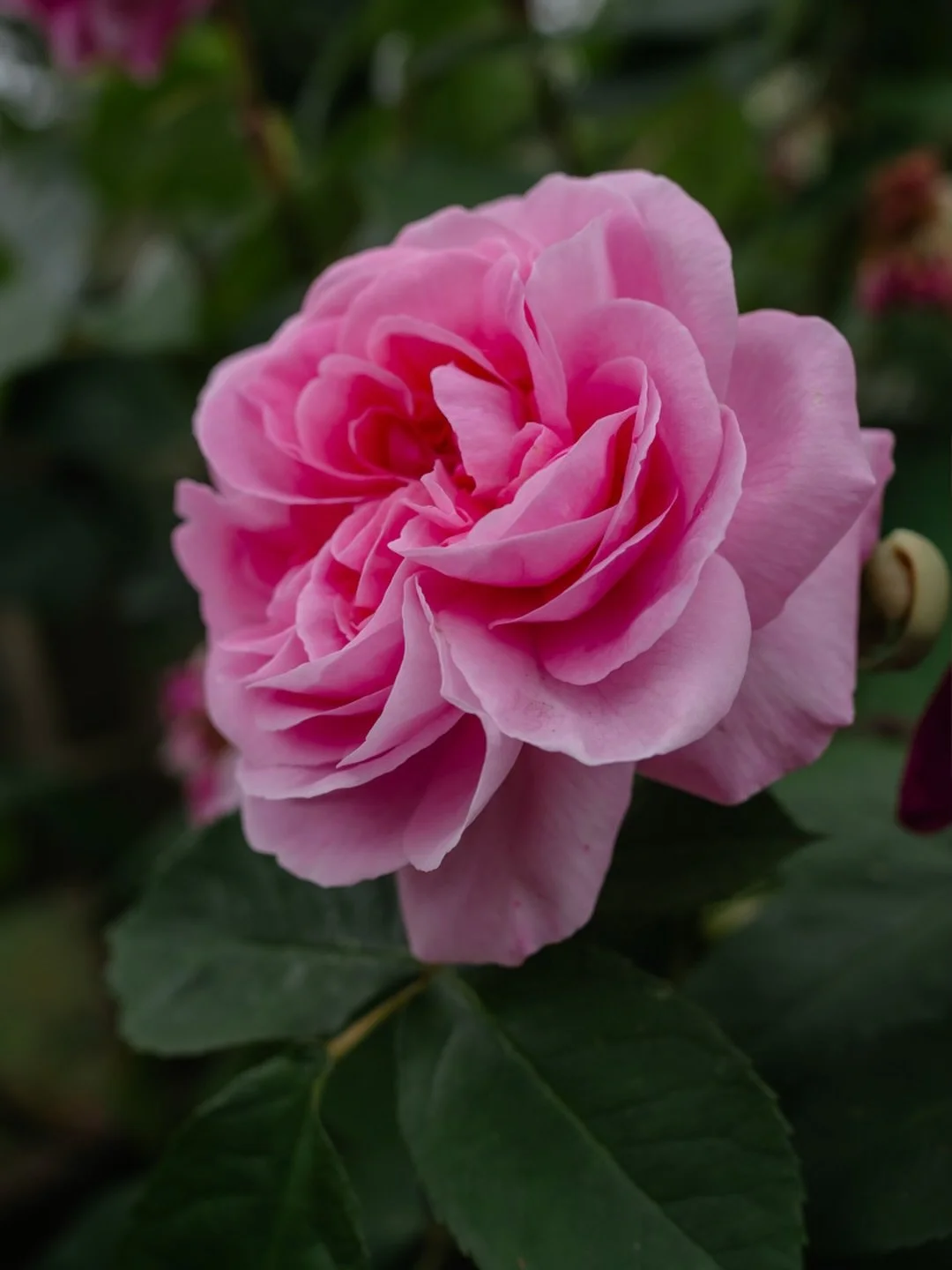 If summer was a colour, it could well be pink! 🌸

What colour might your summer be? 👇

#gertrudejekyll #gertrudejekyllrose #davidaustinroses #summercolors #coloursofsummer