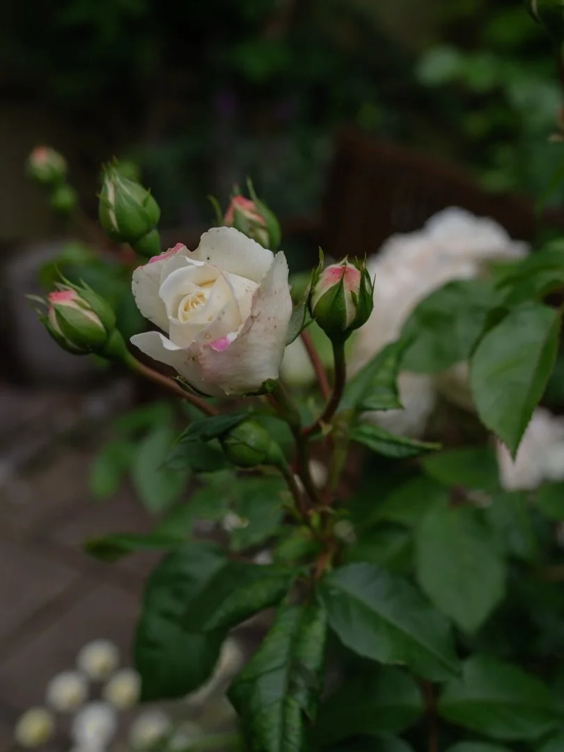 🌹 There is something beautifully timeless about the roses - something which touches me deeply. 

The way in which in autumn, they bow their heads and their pedals gently fall - in winter when they lie dormant, merely worn-out old twigs in the ground
