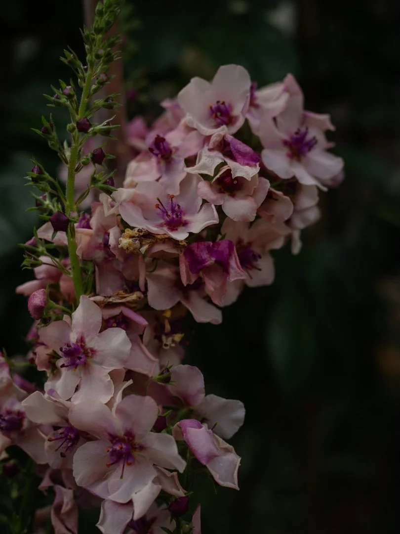 🌸 Gorgeous verbascum with its starry flowers - the bees love it!