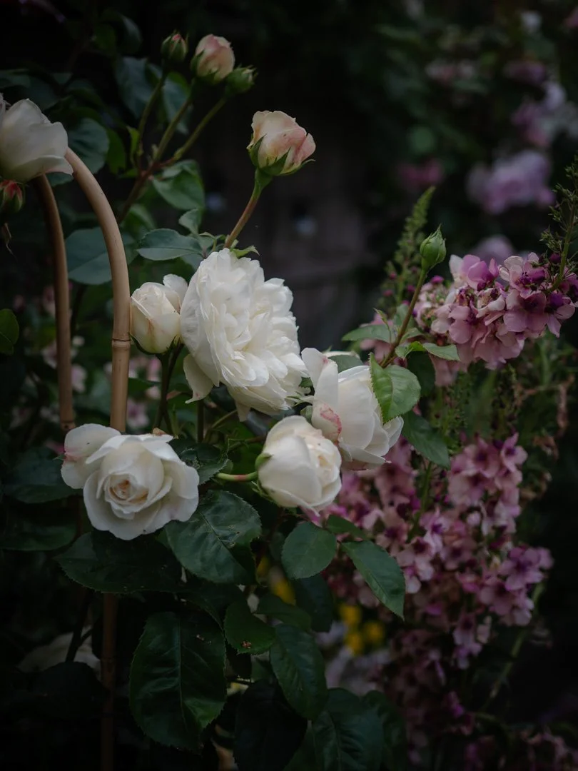 Desdemona rose blooming in partial shade, delicate white and pale pink flowers
