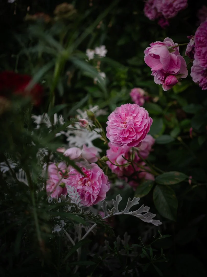 Harlow Carr David Austin rose with clusters of small pink blooms on a bushy plant