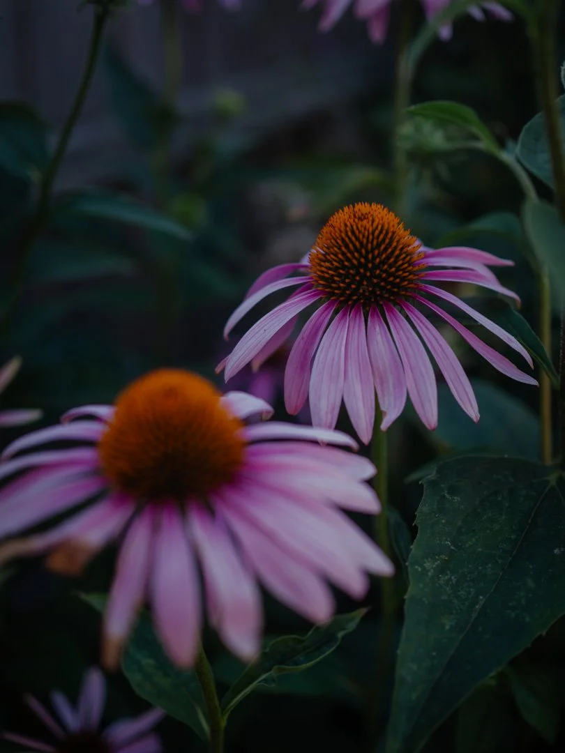 Echinacea coneflowers in bloom, a striking and bee-friendly addition to the garden