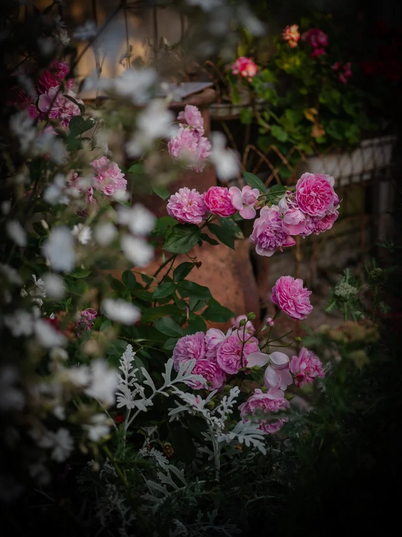 Harlow Carr rose flowering abundantly in a summer cottage garden
