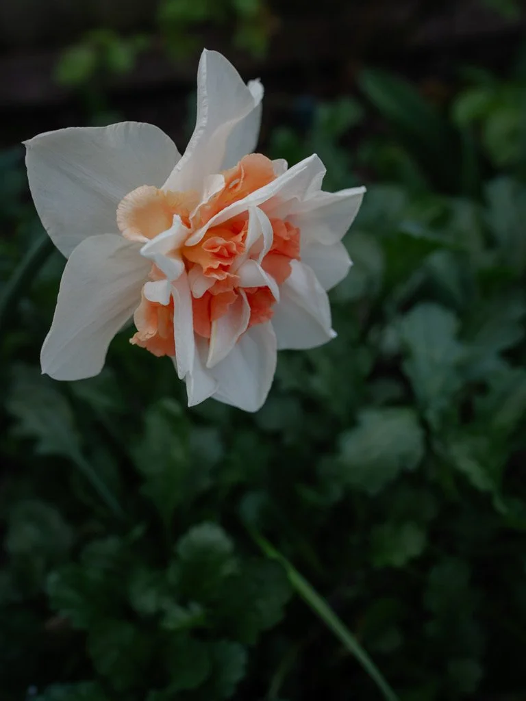 Double-flowered Narcissus 'Replete' with ivory petals and a warm pink centre