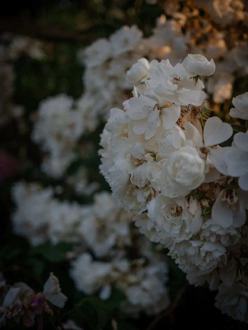 Bobbie James rambling rose with clusters of small white flowers on a garden trellis