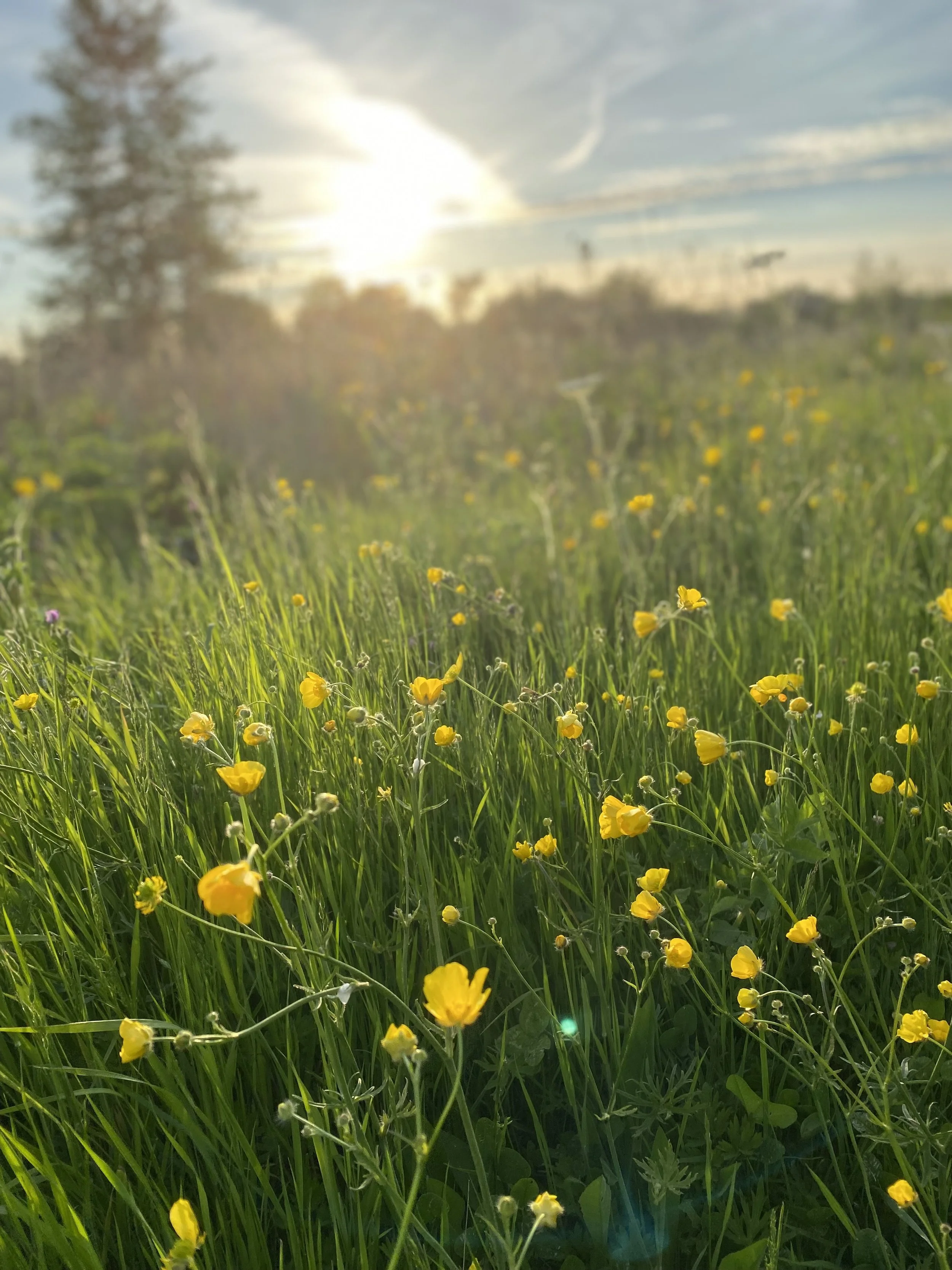 Spring wildflower meadow with sunlight streaming through the flowers at golden hour.