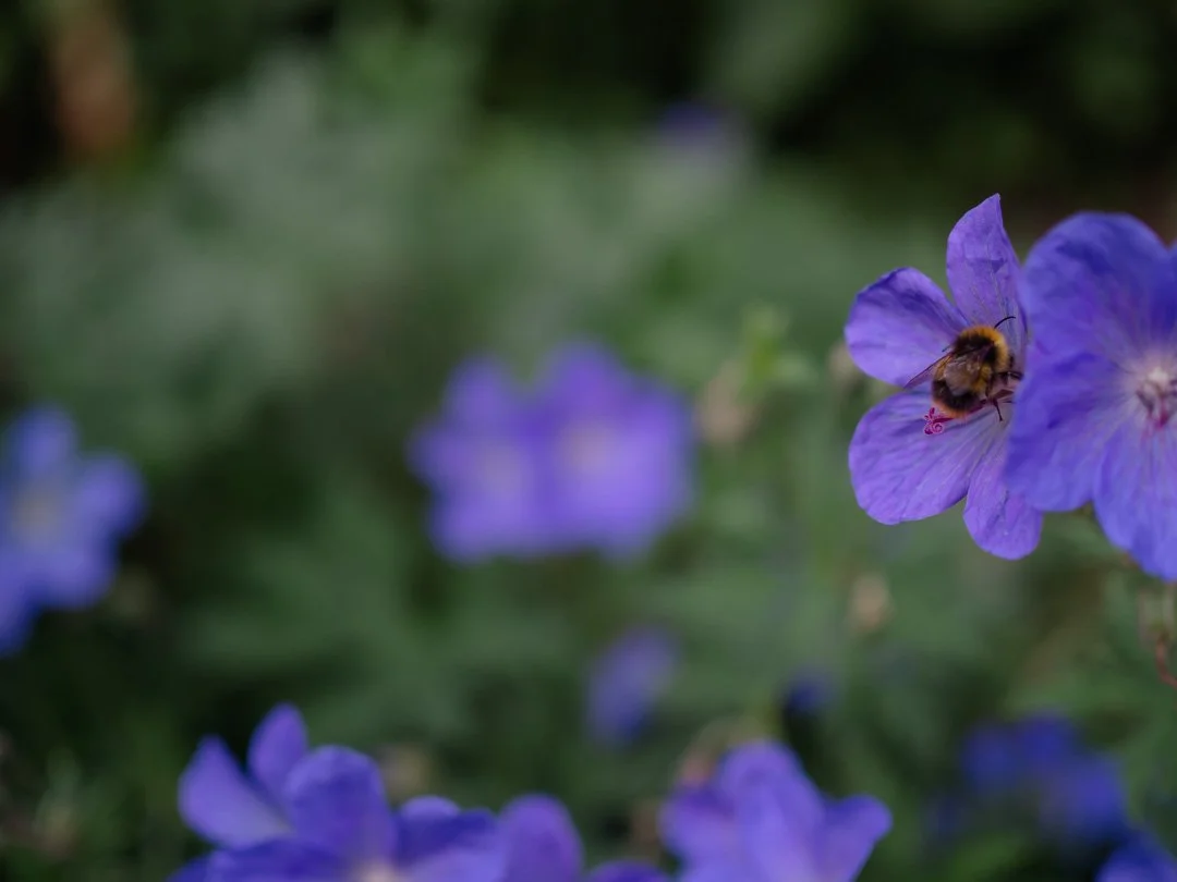 Bee collecting nectar from purple flowers in a pollinator-friendly cottage garden