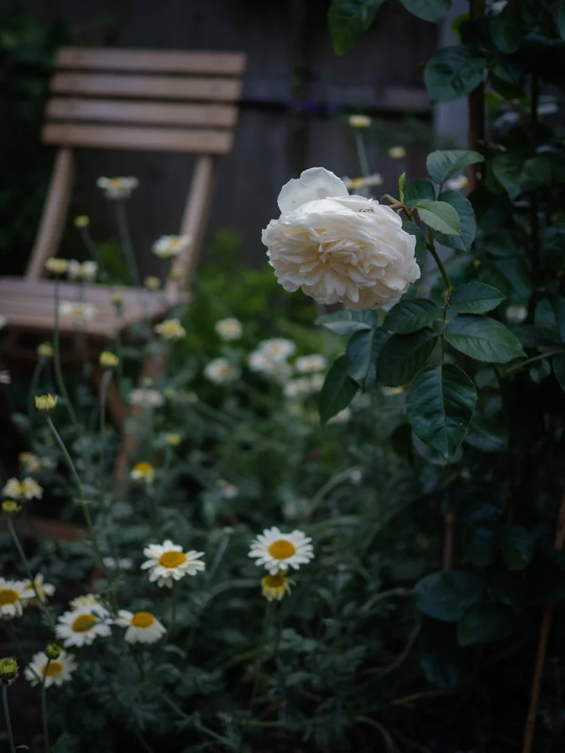 David Austin roses growing in a small English cottage-style garden