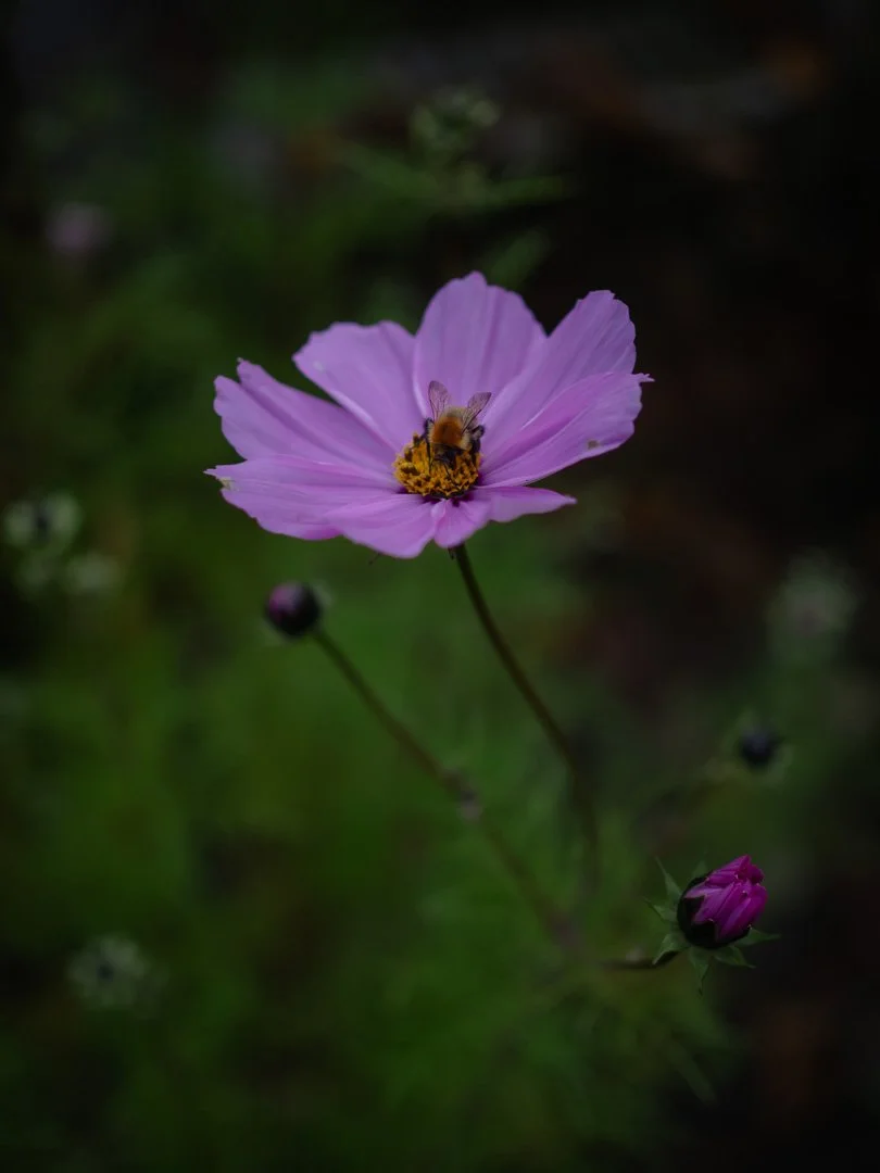 Cosmos flowers in a cottage garden, simple open blooms ideal for bees and pollinators