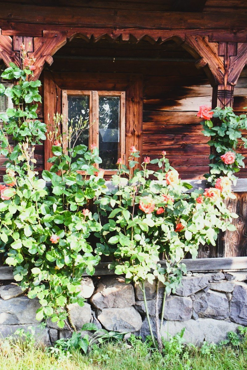 Rose bushes blooming in front of a countryside home in Romania, reflecting simple living and a cottage garden aesthetic.