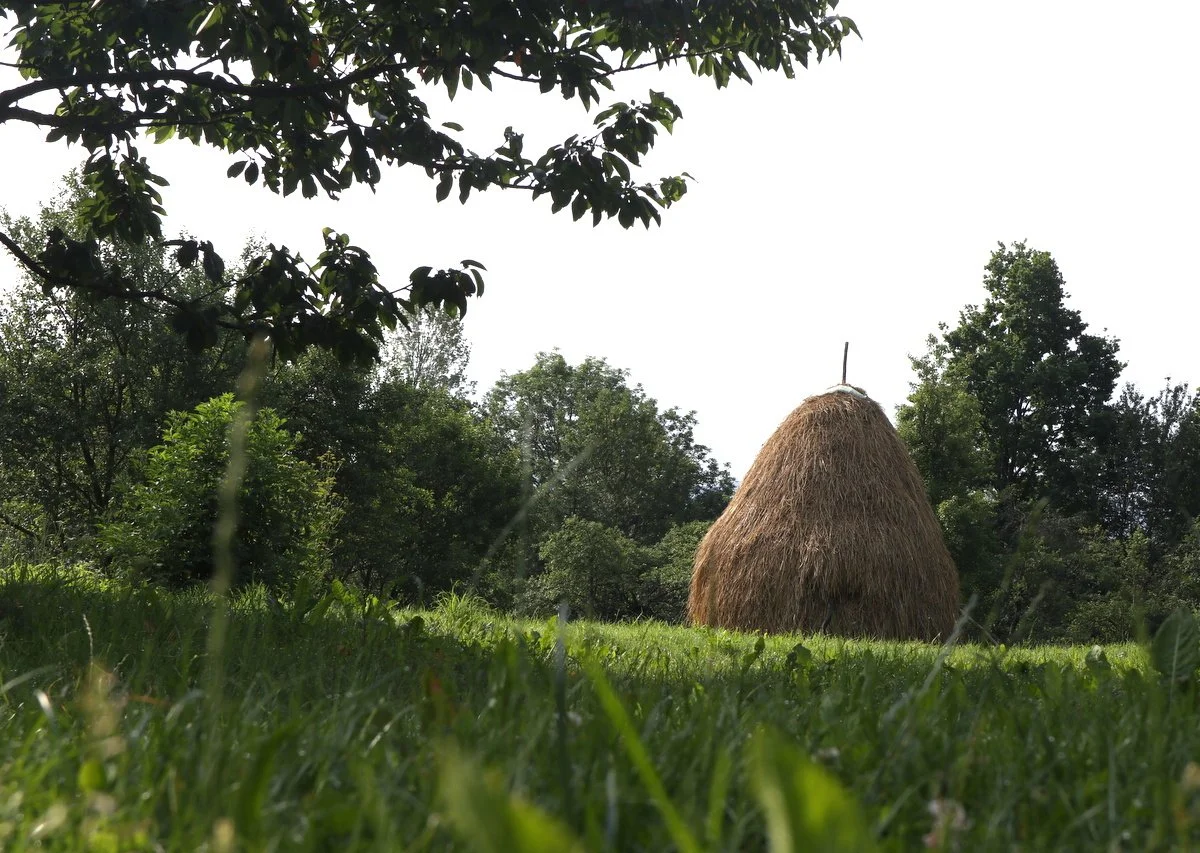 A wild meadow in the Romanian countryside, capturing the beauty of seasonal living and a deep connection to the land.