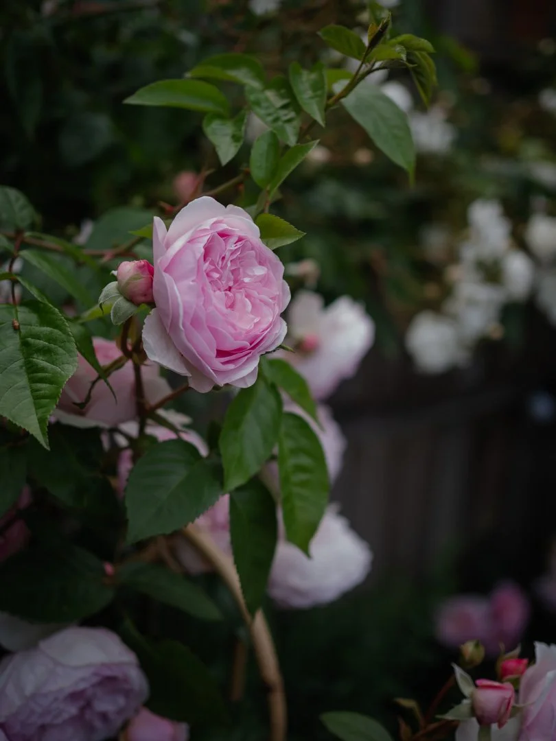 Olivia Rose Austin with soft pink cupped flowers blooming in a cottage garden