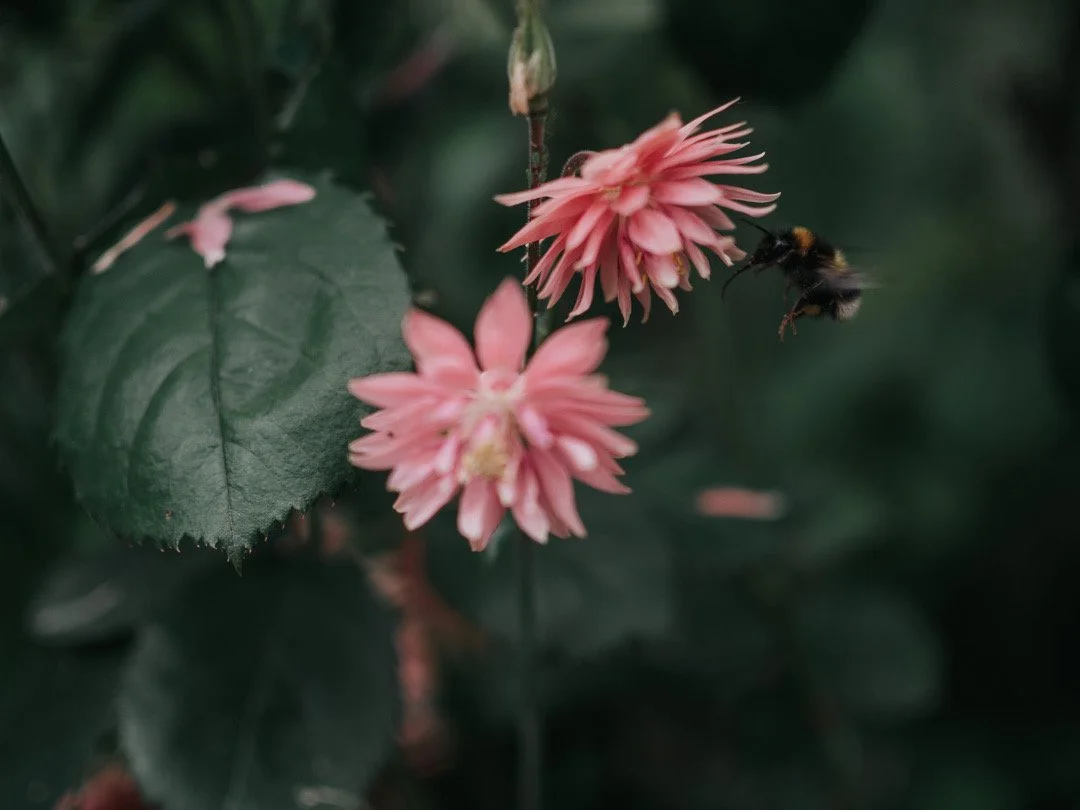 Aquilegia flowers in a cottage garden, a bee-friendly plant for spring pollinators