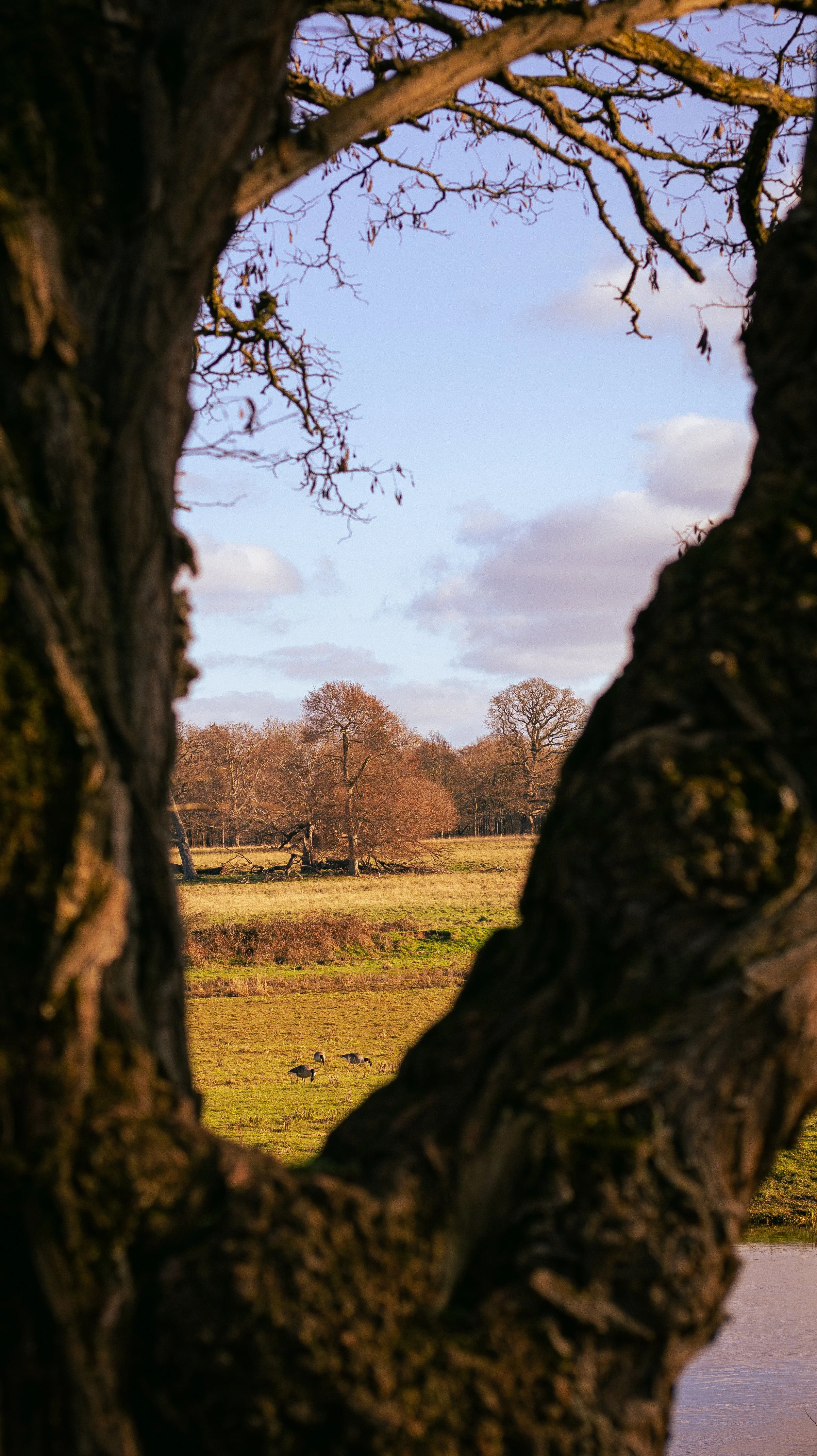 Golden fields and trees viewed through branches, soft natural slow living landscape