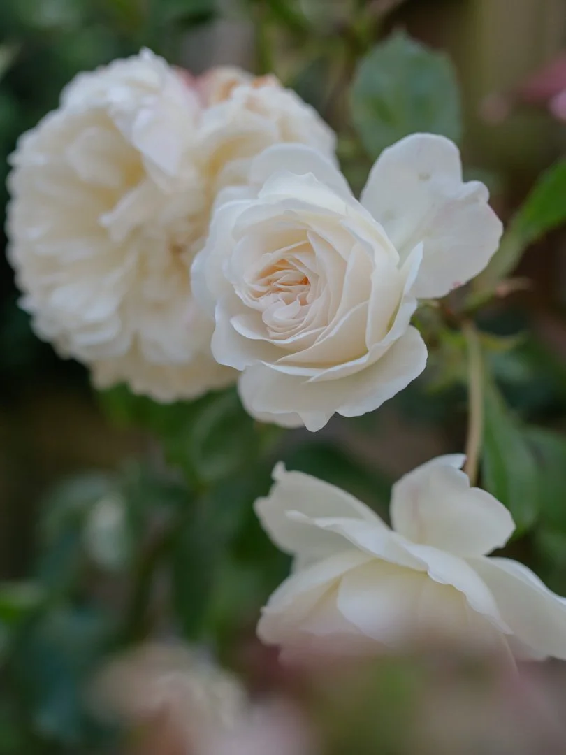 White Desdemona roses blooming in a summer garden.