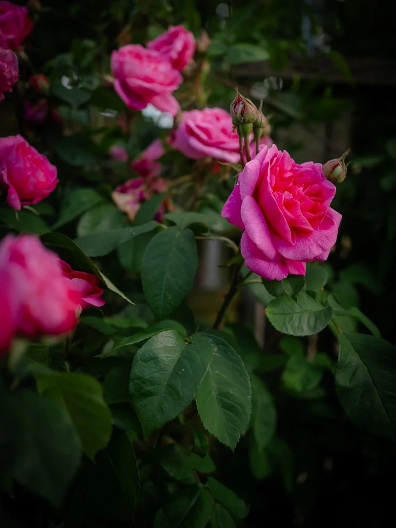 Gertrude Jekyll David Austin rose with large pink blooms and classic old rose fragrance