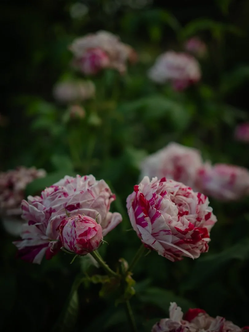 Variegata di Bologna rose with distinctive red and white striped petals