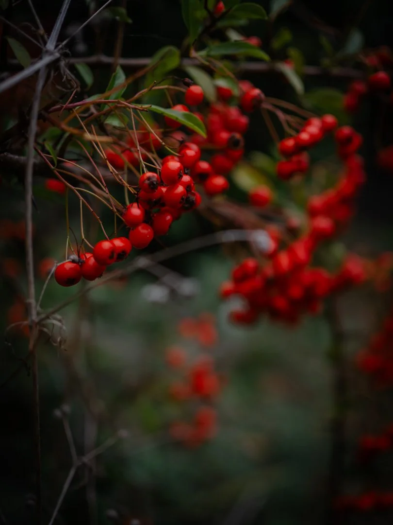 Clusters of red berries on an autumn tree, catching the late afternoon sunlight.